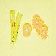 detail image3 Jeju Citron Tea Stick 375g / 750g (Yuja tea)