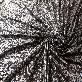 full image POLY SPAN KNIT JQD W/FOIL & DEW DROP ( SNF-2141-1 )